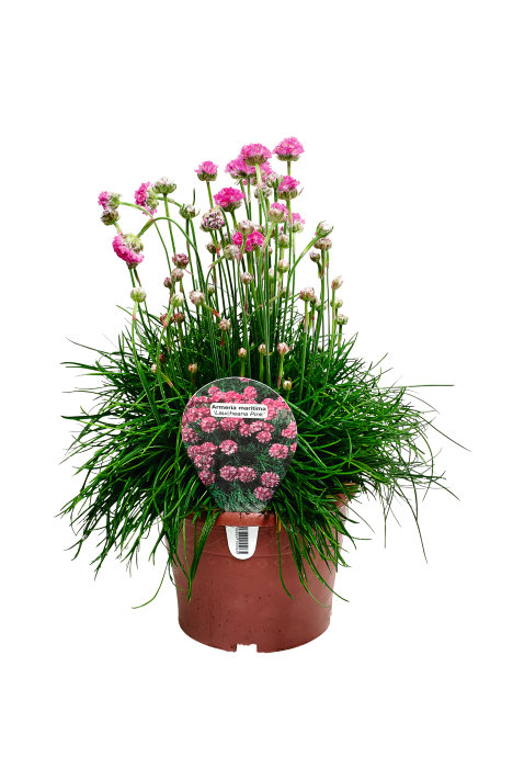 Stauder i 17 cm potte - flere sorter